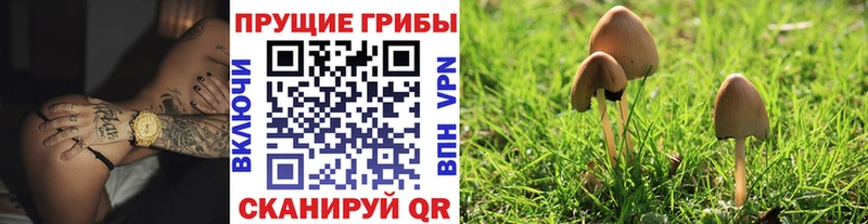 закладка  Елизаветинская  Галлюциногенные грибы Magic Shrooms 